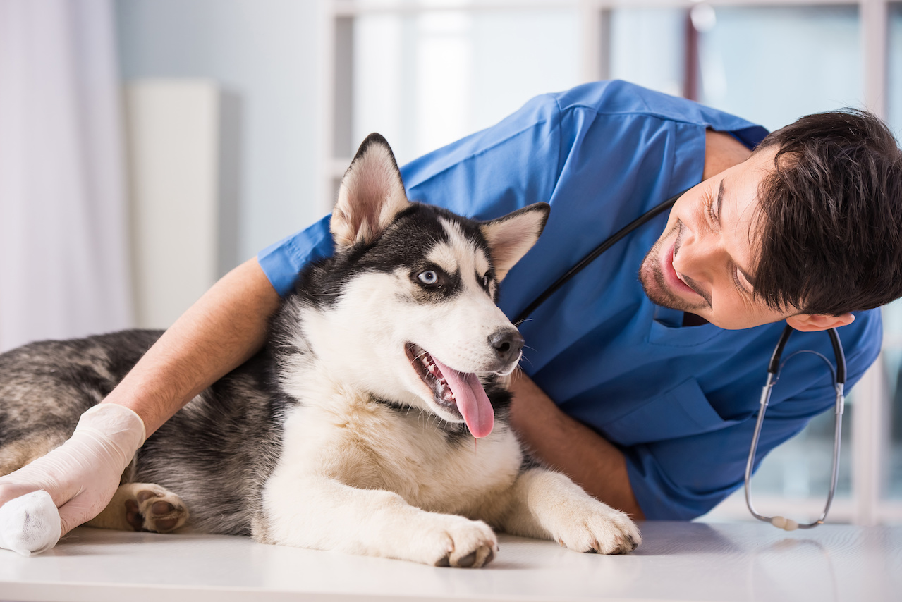 Understanding Labels on Pet Products: What You Should Look For