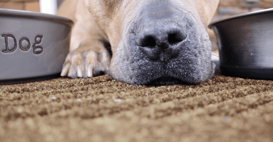 Pet Food Bowls, Mats, and Feeders: The Most Hygienic Pet Products for a Cleaner, Healthier Home