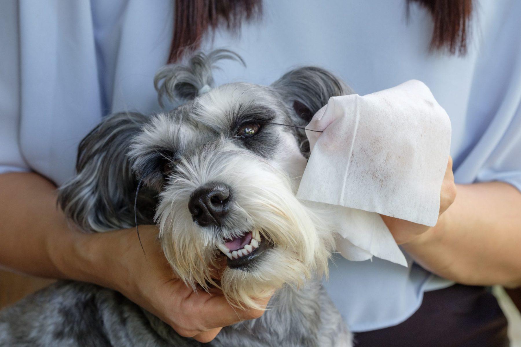 How Dog Paw Wipes Protect Your Home from Bacteria and Dirt