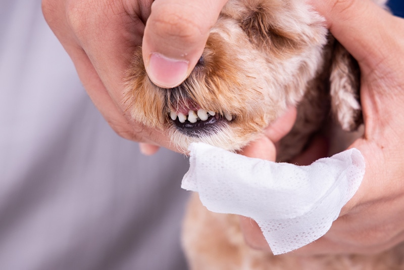 How Pet Cleaning Wipes Benefit Small Breeds with Delicate Skin