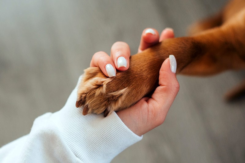 How Dog Paw Wipes Help Prevent Infections