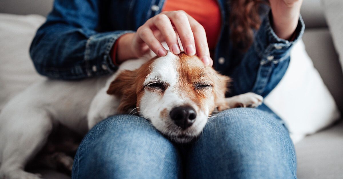 The Role of Innovative Pet Products in Pet Enrichment
