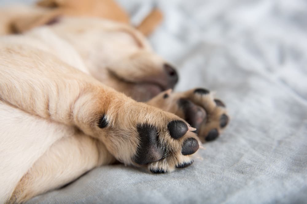 How Dog Paw Wipes Make Life Easier During Camping Trips