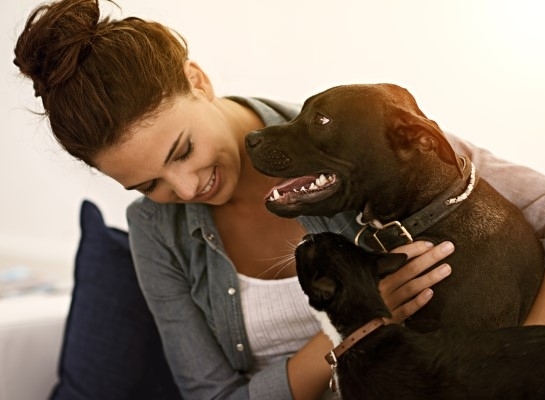 Vet‑Approved Pet Products You Can Trust