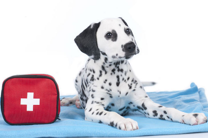 Building a Pet First Aid Kit with the Right Pet Products