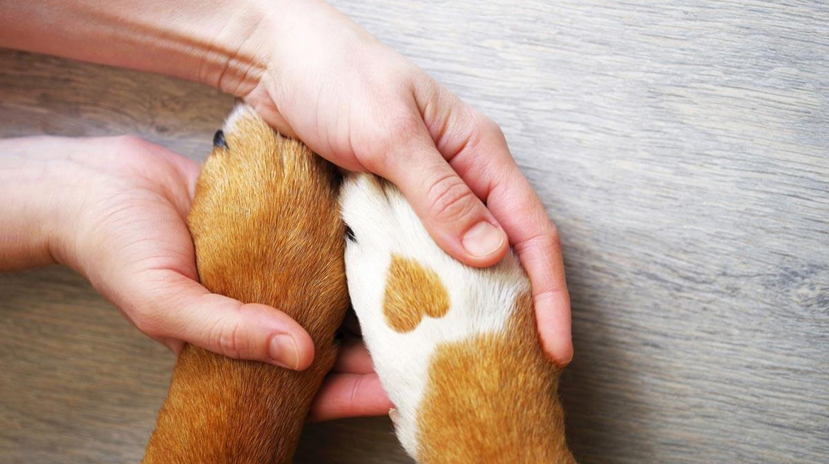 Pet Cleaning Wipes for Allergies: What Pet Owners Should Know
