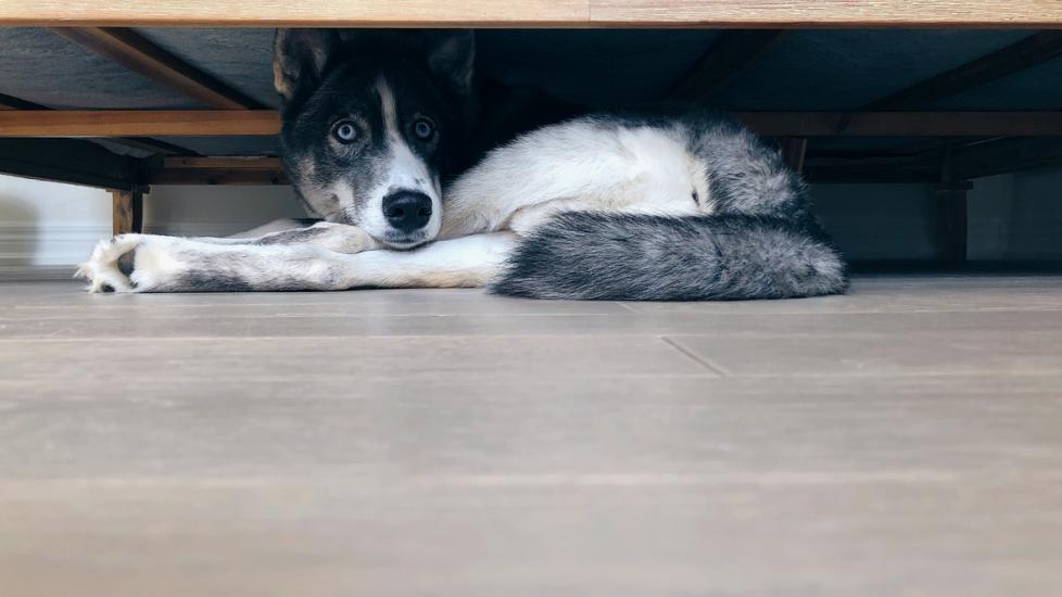 Calming Pet Products That Help with Anxiety and Stress