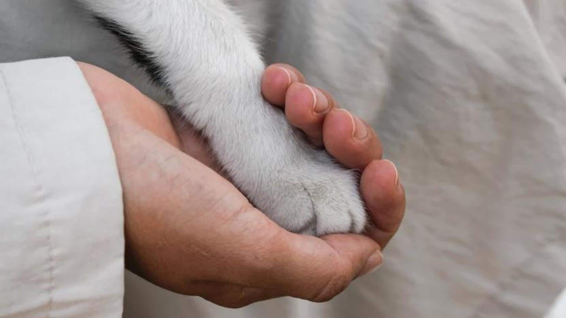 Affordable Dog Paw Wipes That Work Like Magic
