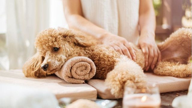 Surprising Uses for Pet Cleaning Wipes Every Dog Owner Should Know