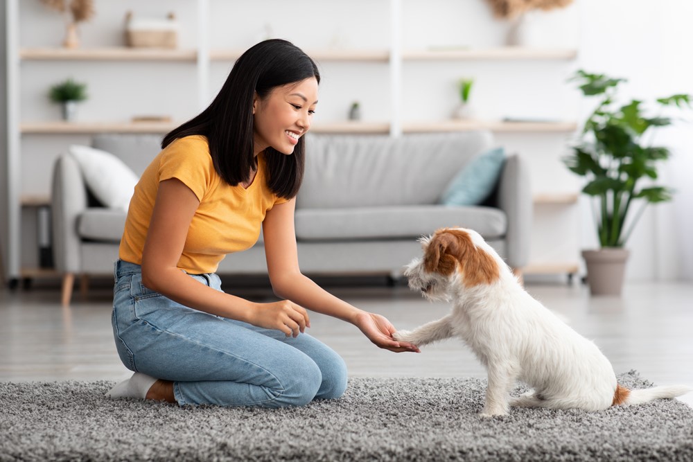Understanding the Ingredients in Dog Paw Wipes    