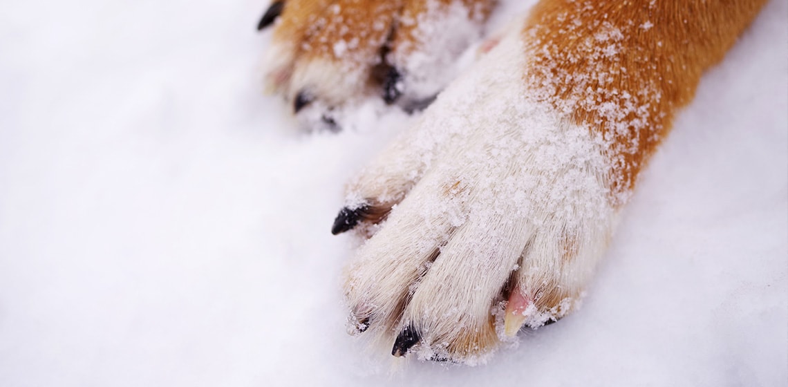 Winter Care: Why Dog Paw Wipes Are Essential for Salt and Ice