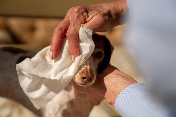 Why Every Dog Owner Needs Dog Paw Wipes