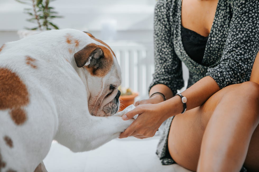 How to Choose the Right Dog Paw Wipes for Your Breed