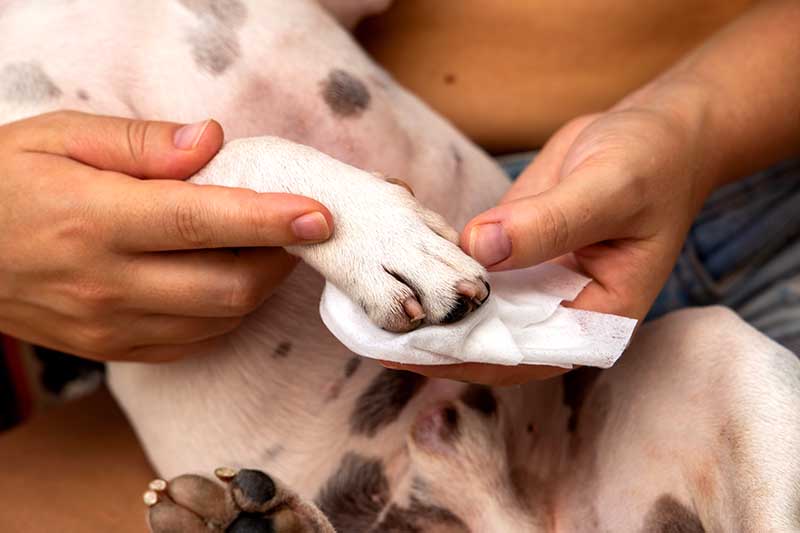 How to Save Money on Dog Paw Wipes — Without Sacrificing Paw Care